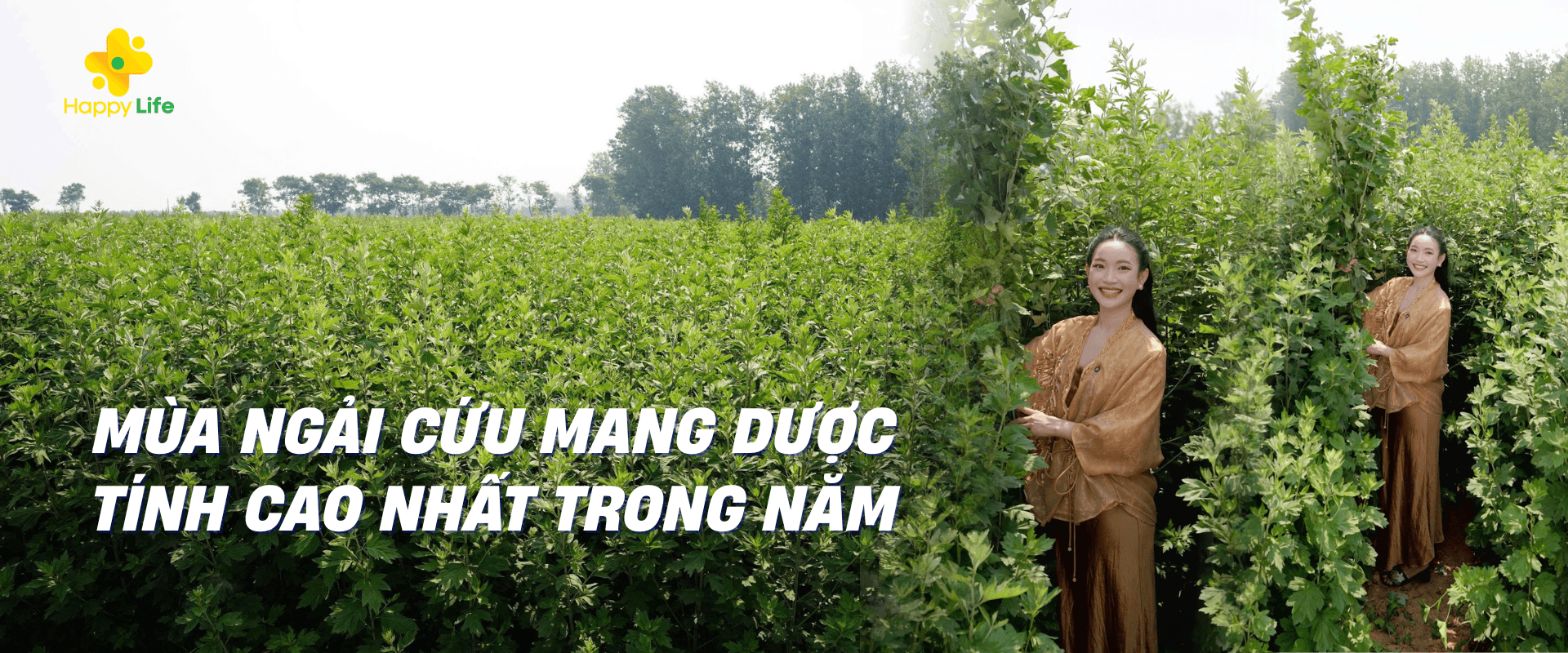 đồng Ngải Cứu